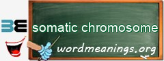 WordMeaning blackboard for somatic chromosome